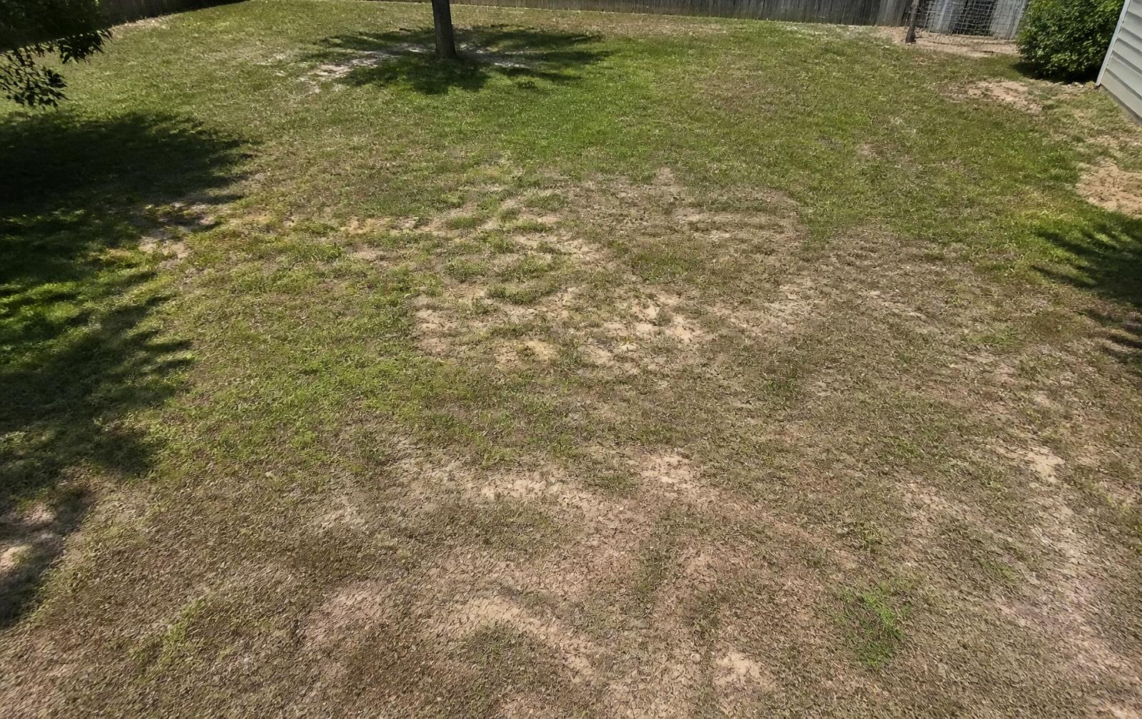 Before: tired natural lawn